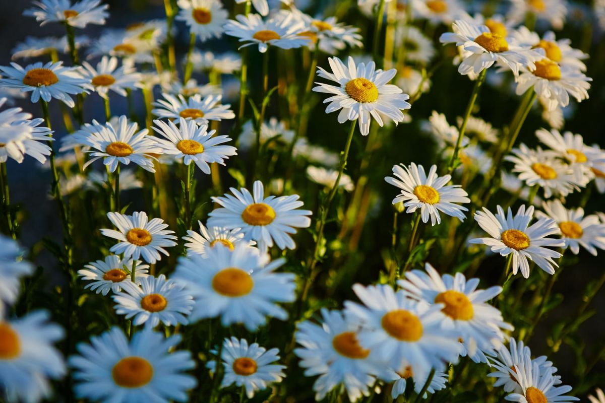 Les fleurs blanches : la magie d'un jardin apaisant