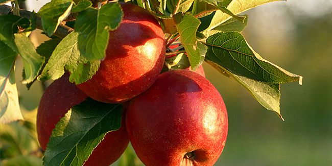Le pommier : l'arbre fruitier emblématique de nos vergers
