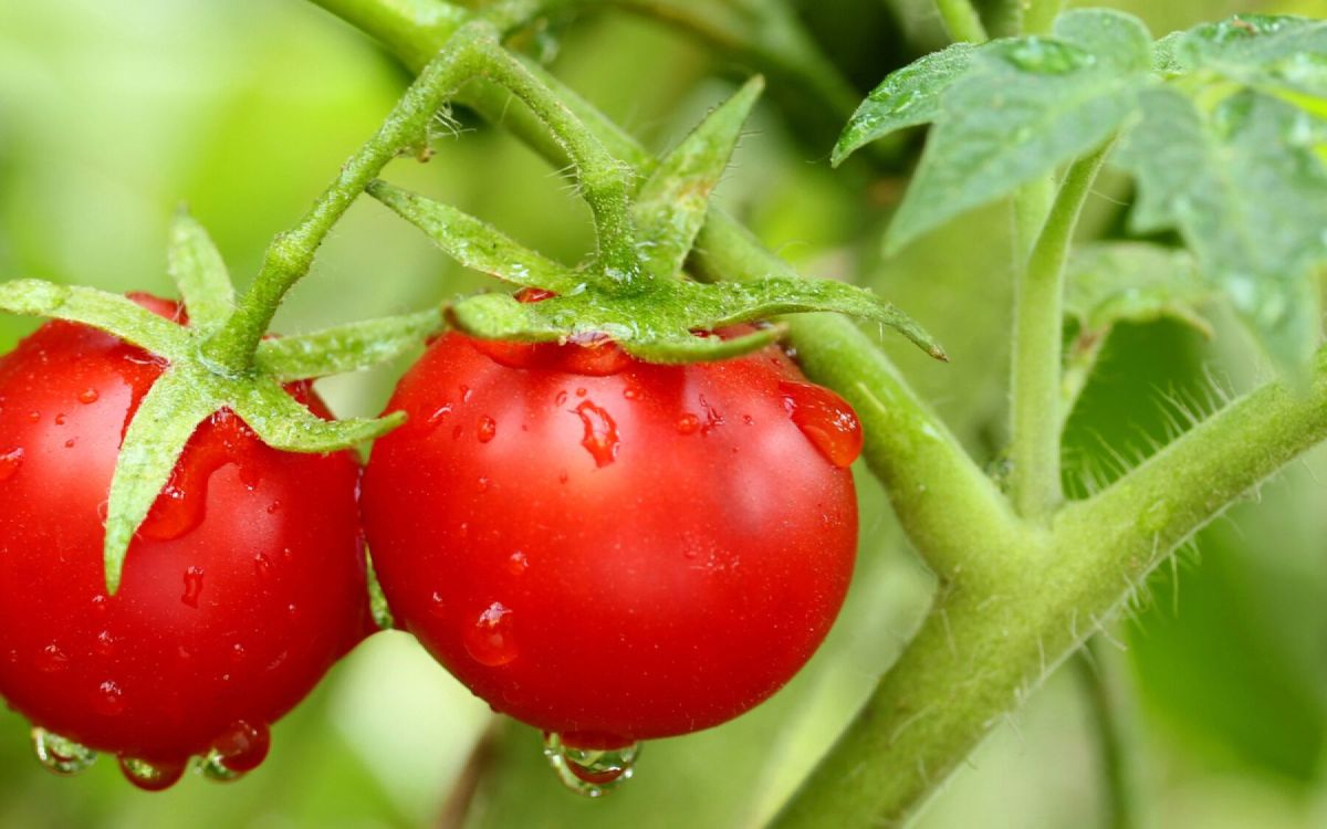un guide pour semer des tomates et récolter le meilleur