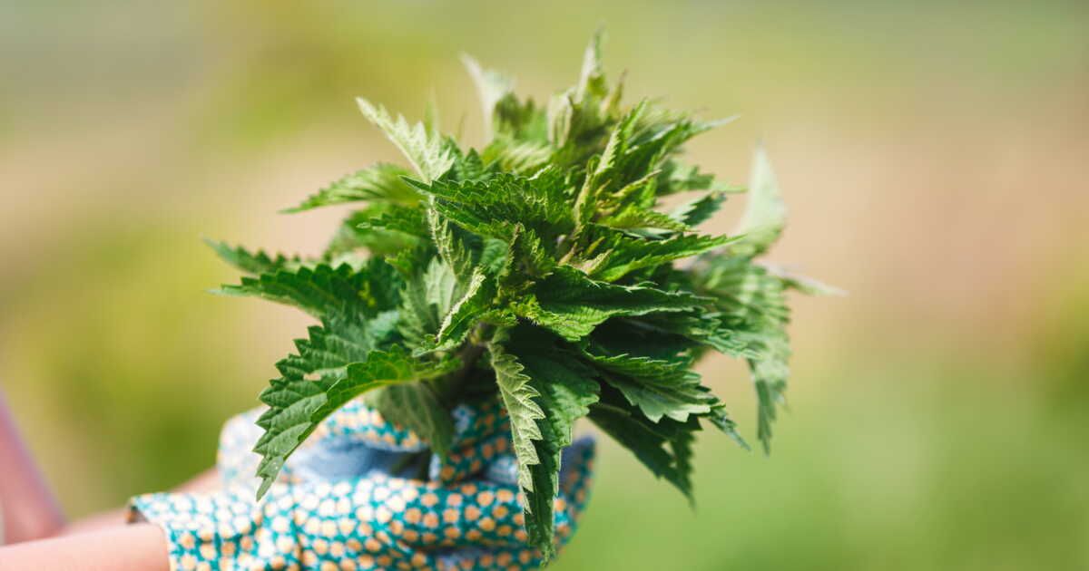 Les secrets méconnus de l'ortie au jardin