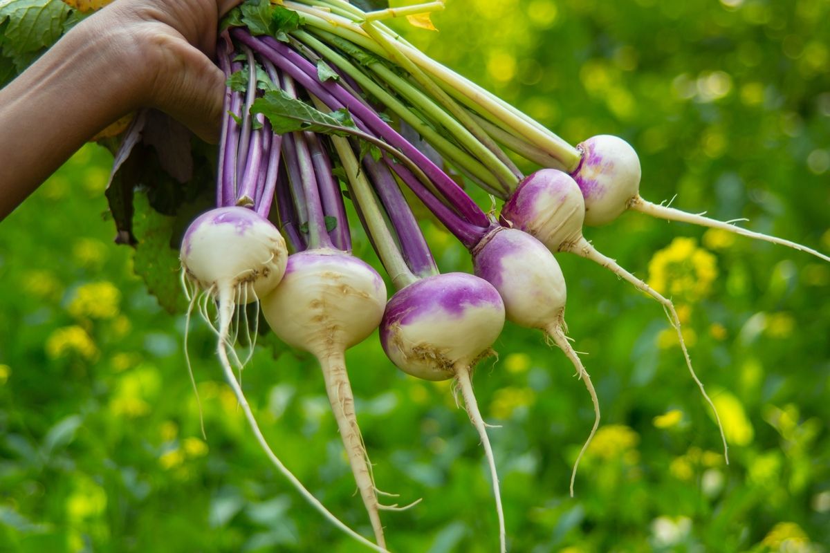 Les secrets du navet : bienfaits santé et recettes à découvrir