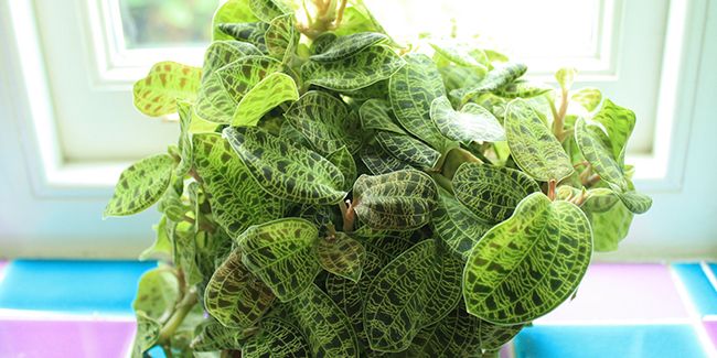 Orchidée bijou : ces merveilles à feuillage décoratif