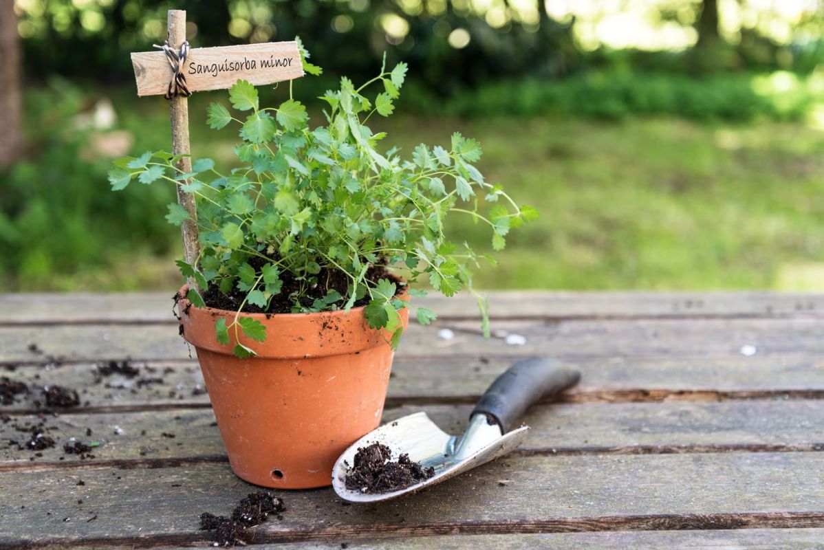 redécouvrez la pimprenelle : une herbe aromatique aux multiples atouts