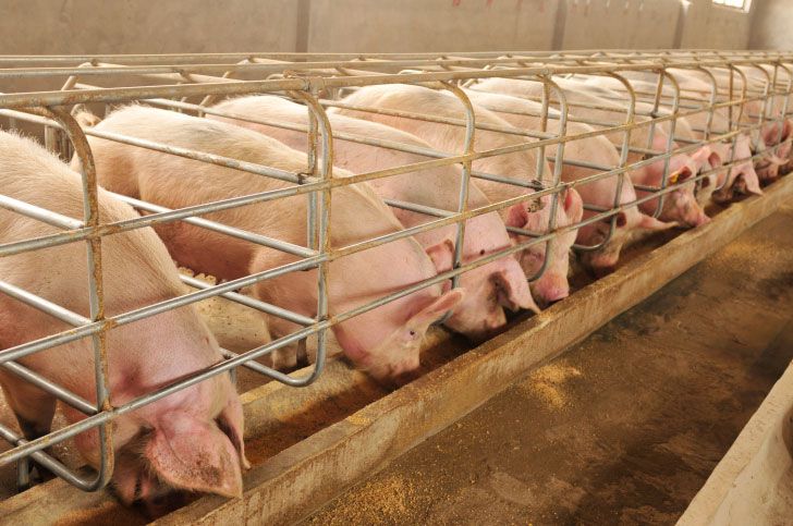 Résistance aux bactéries : limiter les antibiotiques vétérinaires