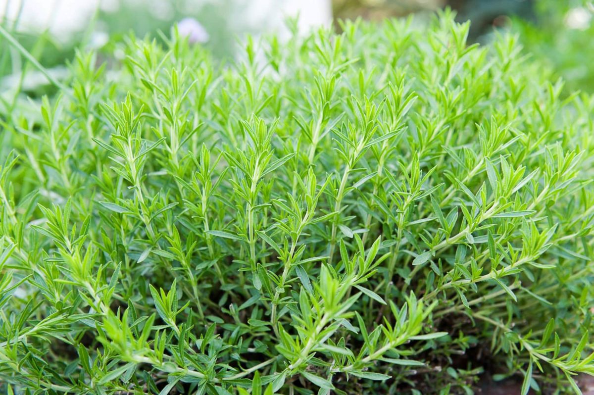 cet aromate magique pour des repas sains et savoureux