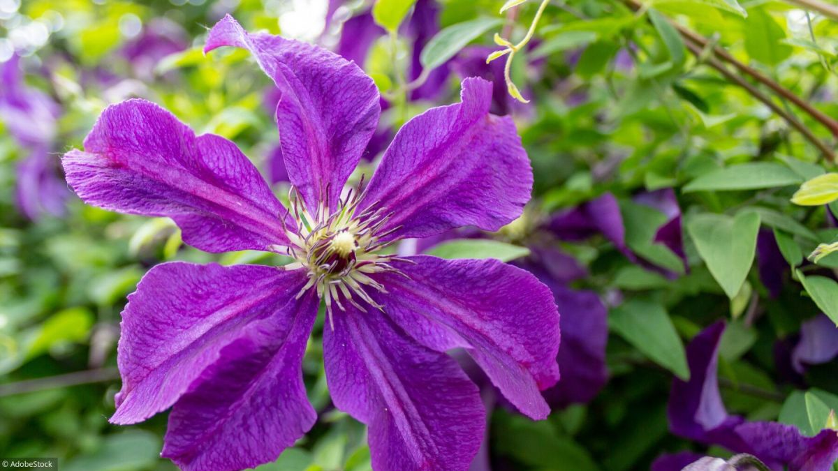 Les secrets pour cultiver de superbes clématites dans votre jardin