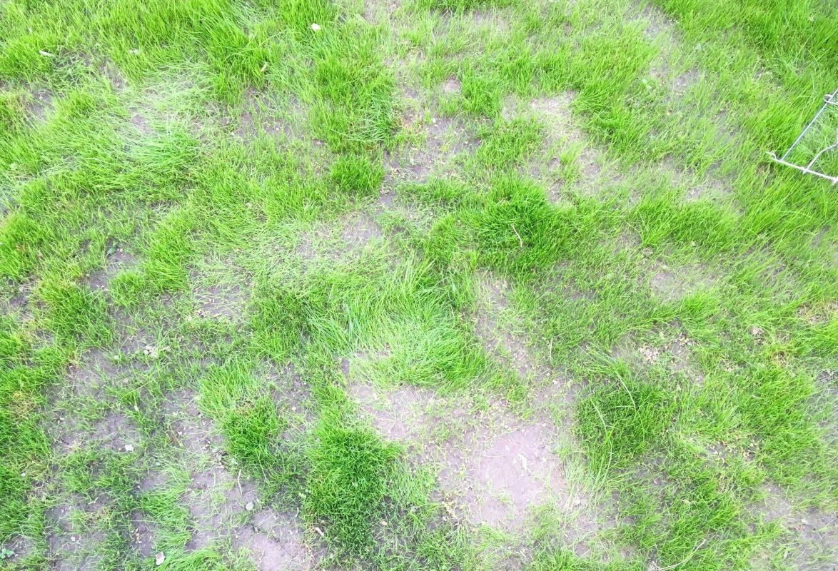 Améliorez votre pelouse abîmée avec le sursemis : une technique à ne pas manquer