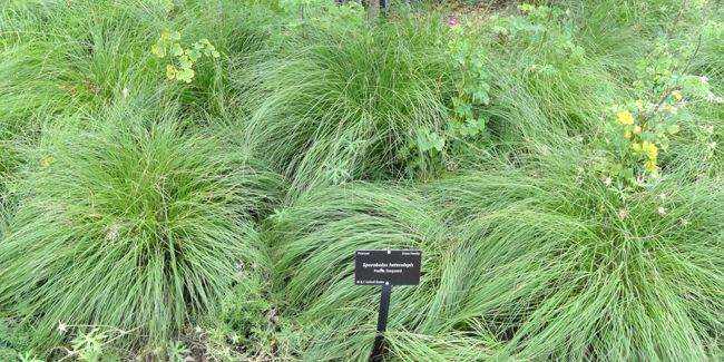 La beauté du sporobole à glumes inégales (Sporobolus heterolepis)