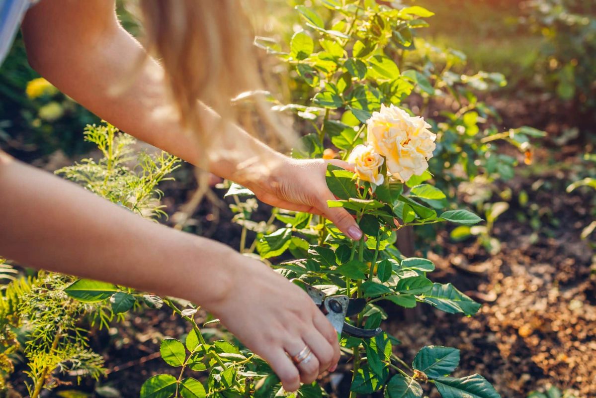 Ces plantes à fuir pour des rosiers en pleine santé : découvrez lesquelles éviter