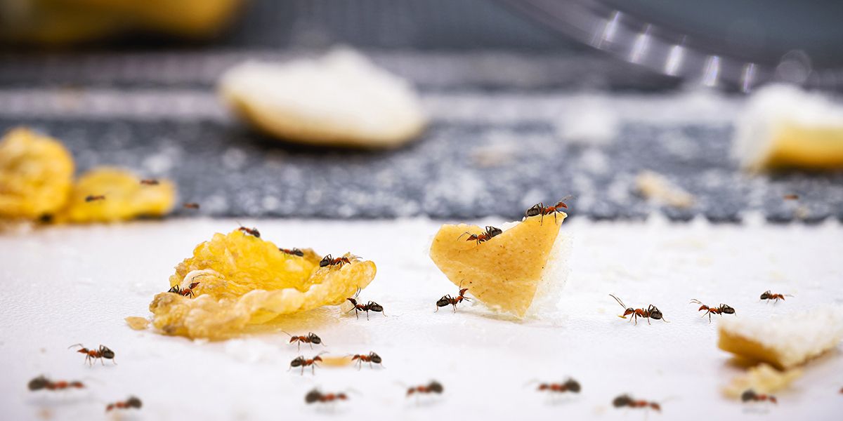 8 insectes indésirables qui envahissent votre cuisine