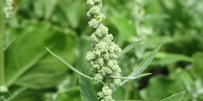 Chénopode bon-Henri (Chenopodium bonus-henricus), épinard sauvage