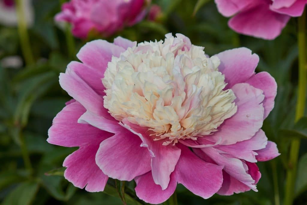 Une pivoine qui séduit les jardiniers : robuste et adaptable, à planter dès maintenant
