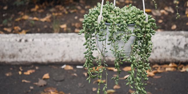 Séneçon de Rowley : La plante collier de perles