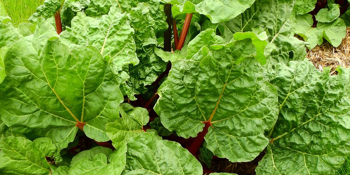 Multiplier un pied de rhubarbe : astuces et conseils pour un jardin florissant